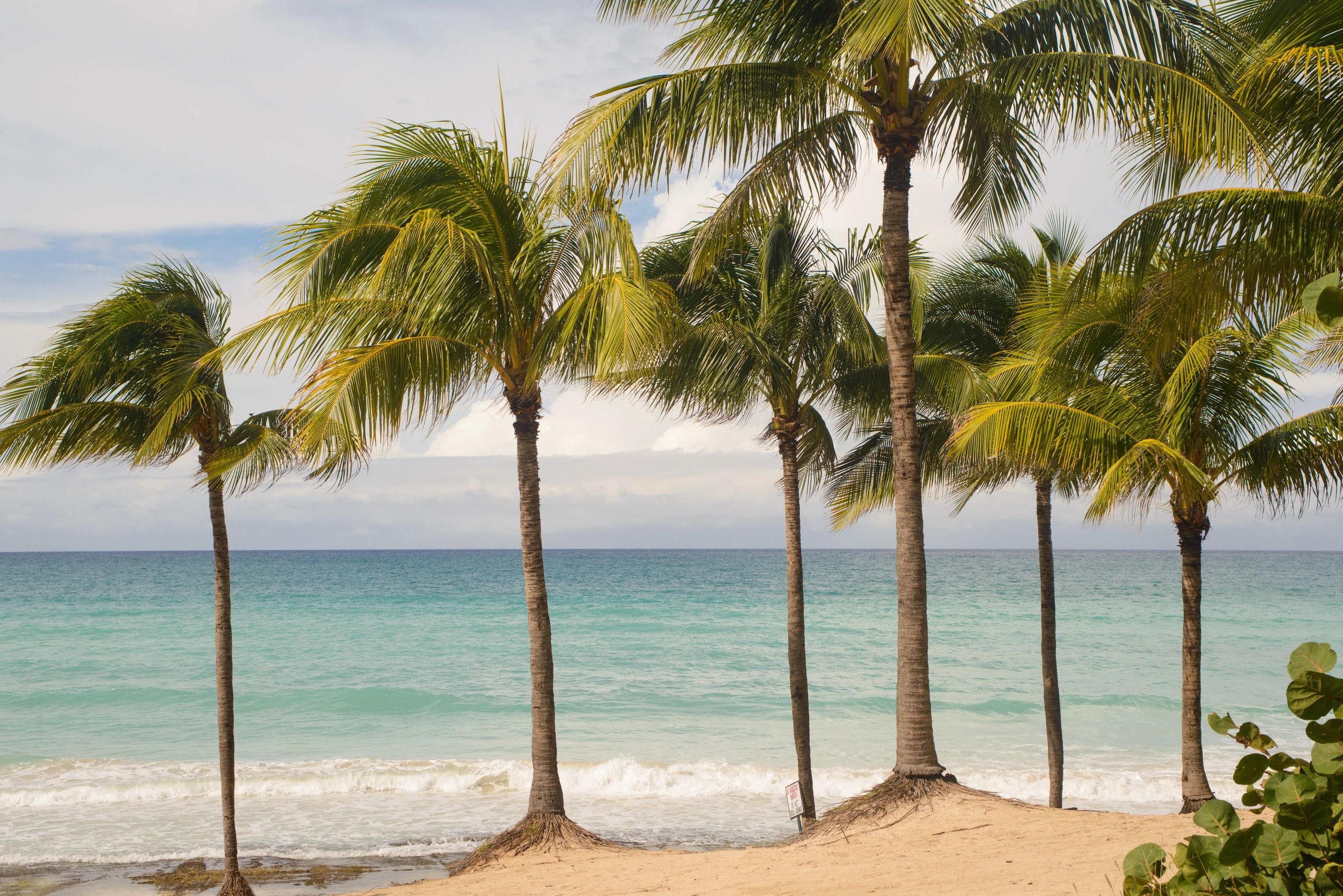 Cuba beach with turquoise water and palm trees